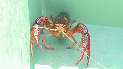 アメリカザリガニ・アカミミガメが「条件付特定外来生物」に　販売目的の飼育など禁止　野外に放すと懲役や罰金も