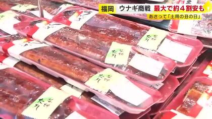 今年はウナギが安い！　26日は「土用の丑の日」　稚魚が豊漁で取引価格下がる　“超特大ウナギ”販売のスーパーも　「みんなでシェアして満腹になるまで食べて欲しい」　福岡