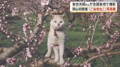 岩合光昭さんは岡山のネコをどう感じた？全国で撮影した「ご当地ねこ」の写真展が岡山市で始まる【岡山】