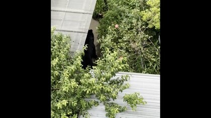 【独自】クマに麻酔銃撃つ瞬間の映像　捕獲され住宅の庭から運び出される　複数個体の可能性　宇都宮市は10日も休校か検討
