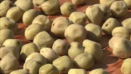 ２５年は大豊作！津山市でウメの天日干し…９月には道の駅で南高梅使った梅干し販売へ【岡山】