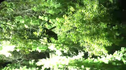 住宅街の公園にクマ2頭出没　爆竹を使い1頭追い払うも、1頭居座る　岩手県盛岡市