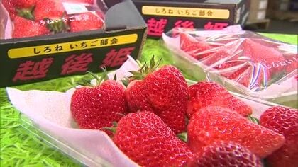 大玉で強い甘み！新潟県産ブランドイチゴ“越後姫”が旬迎える「たくさん食べて春感じて」