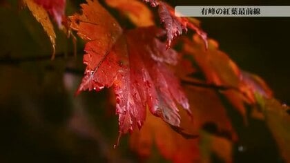 【動画あり】「10年に一度の当たり年」富山市有峰の紅葉が見頃、山肌に散りばめられた宝石のよう