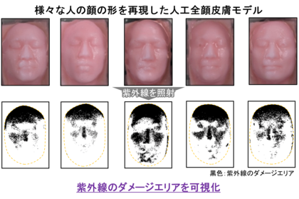 顔の形状で紫外線ダメージの受けやすさが変わる！人工全顔皮膚モデルで紫外線ダメージの個人差を可視化