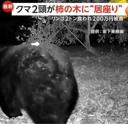 「こんなデカいの見たことない」400キロ級“巨大グマ”に老練ハンター驚き…わな見破る高い学習能力の「スマートベア」も増加