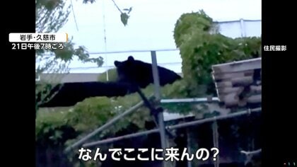 くわえて食べたみたい」飼い猫襲うクマ 屋根の上に6時間半居座り
