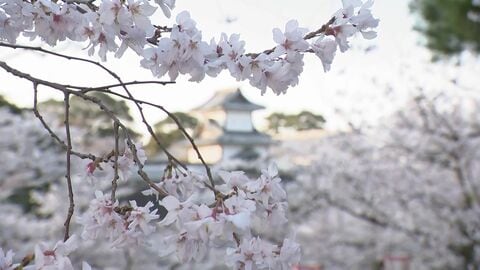 兼六園の桜2026、40種類400本が満開——兼六園の茶店名物「じぶそば」と春パフェで楽しむ金沢の春