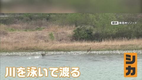 「まさかシカが泳ぐとは…」経験19年の船頭も初めて目撃　長野・飯田市の天竜川を2頭が泳いで渡る