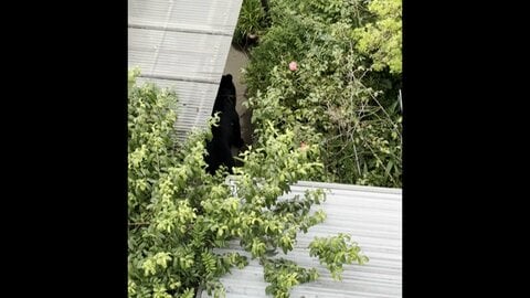 【独自】クマに麻酔銃撃つ瞬間の映像　捕獲され住宅の庭から運び出される　複数個体の可能性　宇都宮市は10日も休校か検討