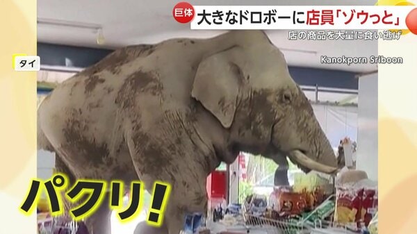 待って、待って」野生の巨大ゾウが食料品店に来店…お菓子