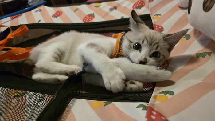 そのかわいさにリピーターも続出！