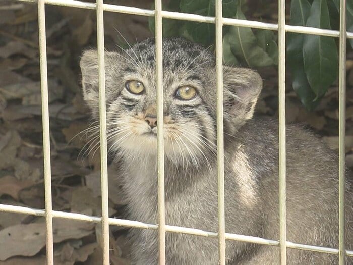 マヌルネコの赤ちゃん 名古屋市千種区の東山動植物園