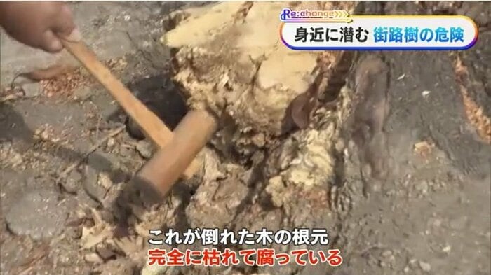 倒木した木の根元
