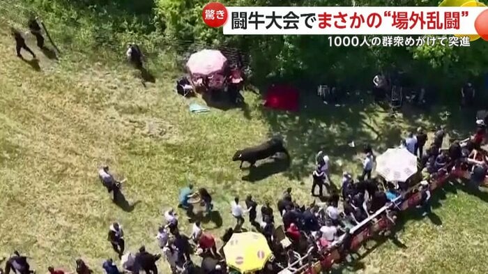牛から必死に逃げる人も