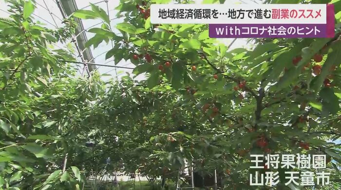 王将果樹園