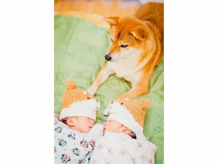 妹まーちゃん(左)と姉ゆーちゃんを見守るむぎちゃん(提供:柴犬 むぎさん)