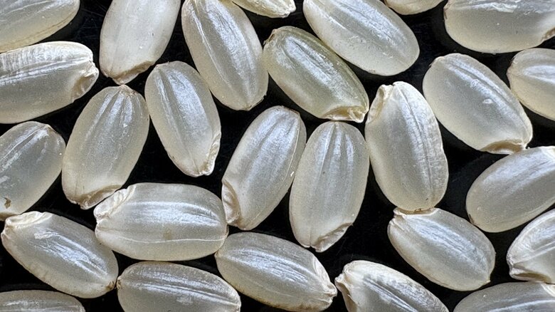 あまり知られていない「注目」のお米を紹介！受賞歴多数の「ゆうだい21」、希少なササニシキ変異種「かぐや姫」の特徴｜FNNプライムオンライン