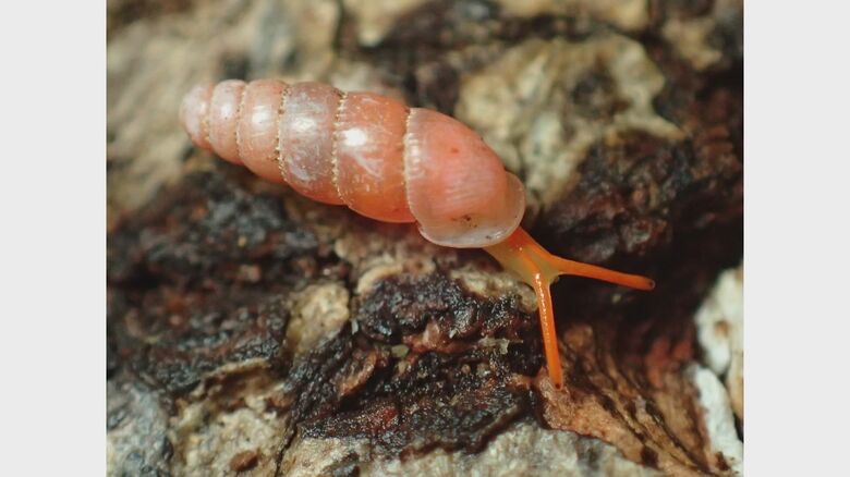 本州にいないはず…“真っ赤なカタツムリ”を名古屋で発見　生態系乱す可能性も｜FNNプライムオンライン