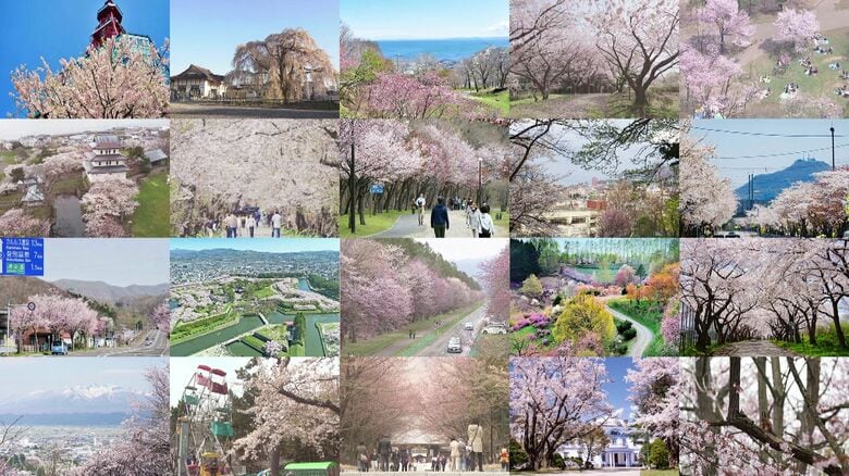 【必見】北海道の桜ベスト10＆穴場スポット！“桜のトンネル”＆樹齢300年以上…圧巻の“しだれ桜”＆ライトアップが美しい“夜桜”も―風景写真家・水彩画家のおすすめスポットも紹介｜FNNプライムオンライン