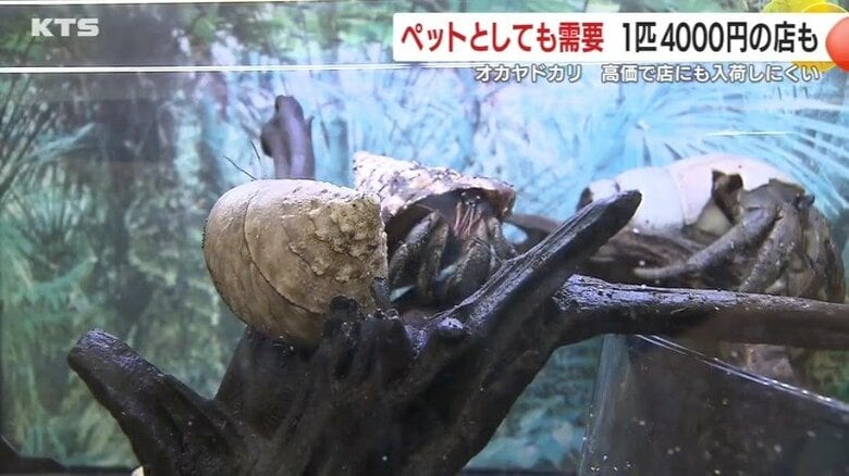 数千匹、約160kgの天然記念物「オカヤドカリ」を無許可所持容疑で中国国籍の男３人を逮捕　１匹4000円ともいわれる鹿児島・奄美の希少種が狙われる背景｜FNNプライムオンライン