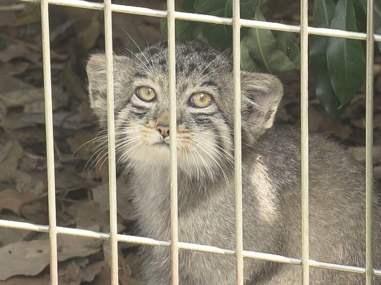 5月生まれの3匹が愛らしい姿…“マヌルネコの赤ちゃん”東山動植物園でお披露目 性別の確認前で名前はまだ｜FNNプライムオンライン