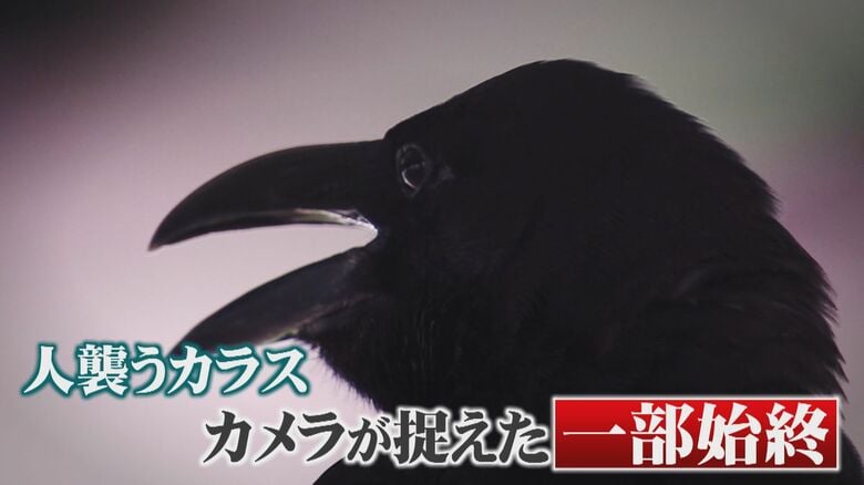 人を襲う凶暴化カラス　後頭部目掛け…カメラが捉えた一部始終　専門家が語る意外な対処法「わざと目を合わせても大丈夫」｜FNNプライムオンライン