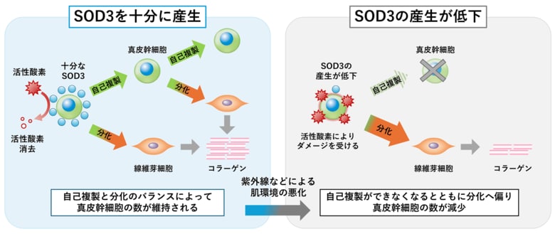 肌の幹細胞が自らを維持するメカニズムを発見　抗酸化酵素SOD3が幹細胞の自己複製と分化のバランスを調節