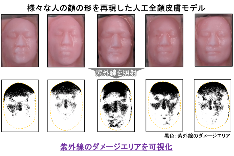 顔の形状で紫外線ダメージの受けやすさが変わる！人工全顔皮膚モデルで紫外線ダメージの個人差を可視化