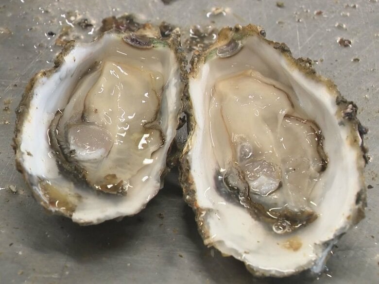 前年比で獲れ高が“3倍”に…三重県を代表するブランド『浦村かき』の成育好調 黒潮大蛇行の終息が影響か｜FNNプライムオンライン