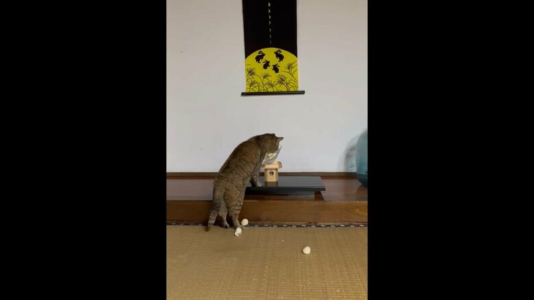 こちらは最初から最後まで団子派(提供:いのうえもんぺさん)