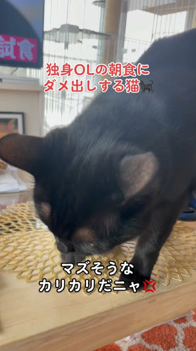 マズそうなカリカリだニャ