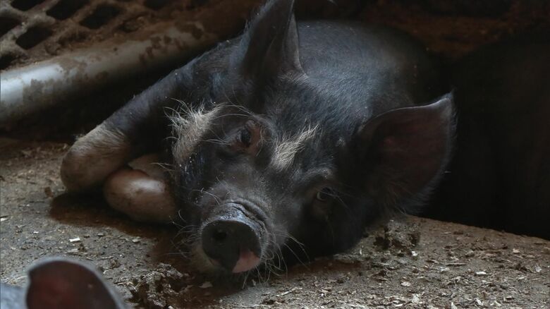 豚も暑さでダウン