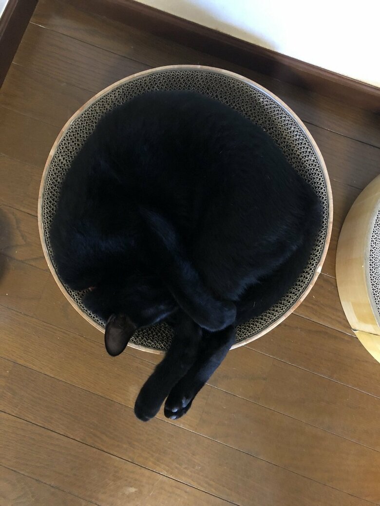 丸くなるくろのすけくん