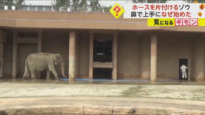 ゾウがホースを鼻で巻いて、飼育員に渡す様子②