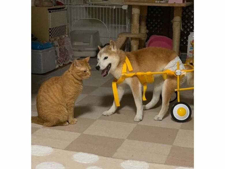 左：ちまきくん　右：エンくん（提供：エンとちぃさん）