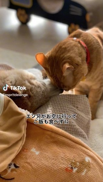 提供：エンとちぃさん