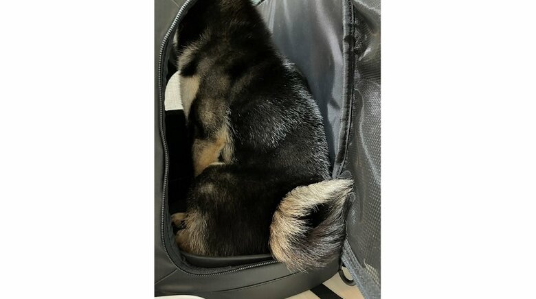 リュック内ではお座りをしている