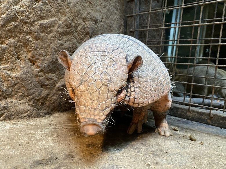 正面から見るラグくん（画像提供：伊豆シャボテン動物公園）