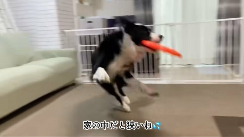 ディスクキャッチ