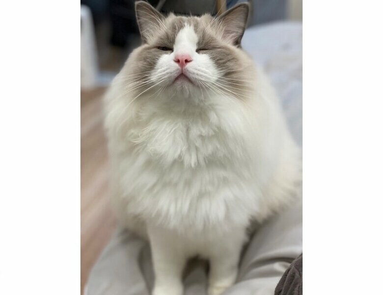 提供：ロイくん@roy201108さん