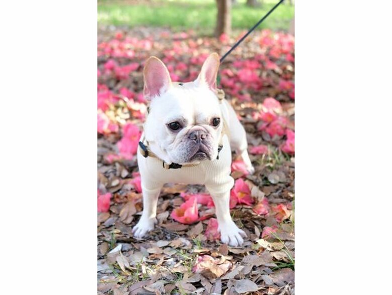 提供：むぎさん