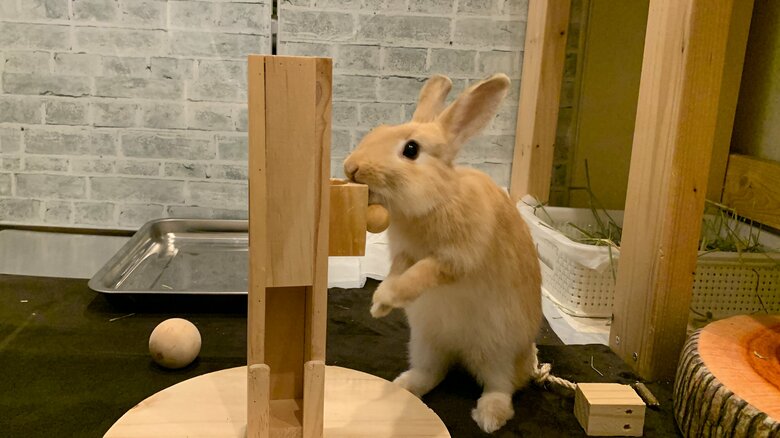 提供：げんまいとうるちさん