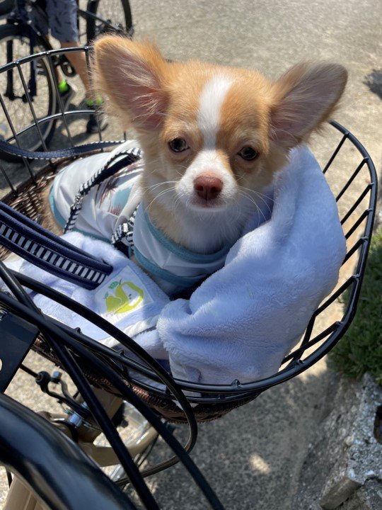 初散歩（提供：ふくのすけさん）