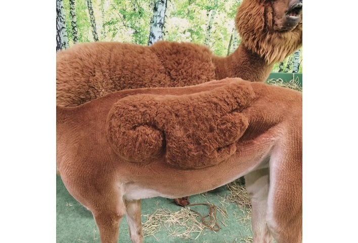 立体的なふわふわの羽