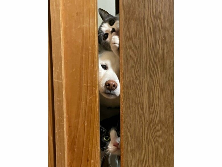 提供：連呼 cubnushi all-starさん