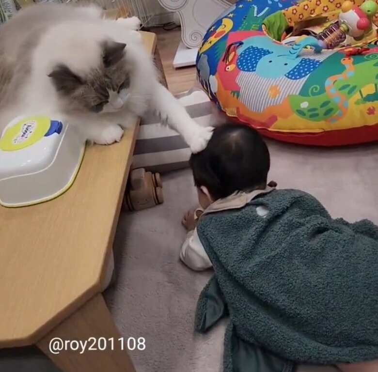 提供：ロイ(Roy)くん@ラグドールさん