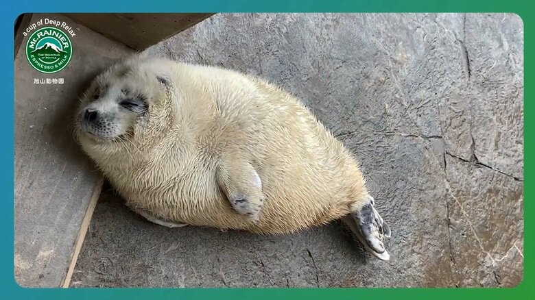 バーチャル背景用の動画もかわいい