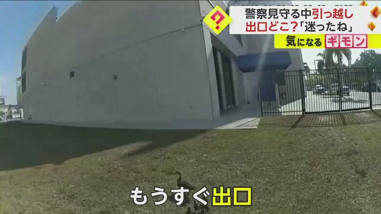 警察官に見守られて公園の池を目指すカモの親子の引っ越しシーン一連画像②