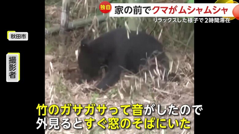 何かを庭先で探している子グマ（視聴者提供）
